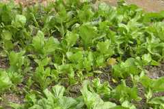 Brassica oleracea